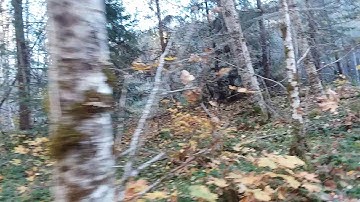 Sasquatch Tree Break