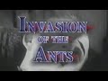 The invasion of the ants