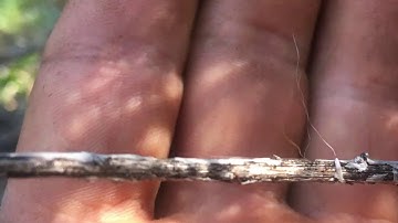 Scrub jay calls out a bobcat - bird language and tracking in action