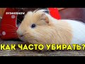 КАК ЧАСТО НУЖНО УБИРАТЬ У МОРСКИХ СВИНОК? Наш День. SvinkiShow