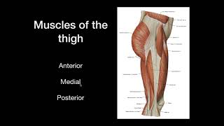 [REMADE] Muscles of the Hip and Thigh [Groups, Origin, Insertion, Function] - Anatomy (old version)