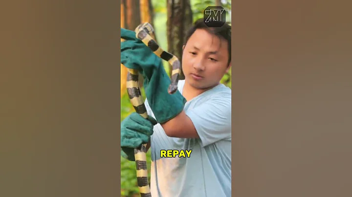 Angry Venomous Snakes Are Not Fun.