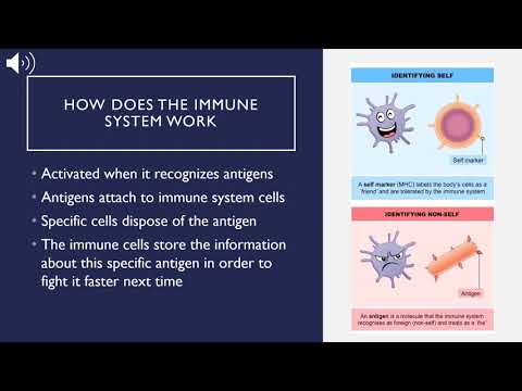 The Immune System & Aging