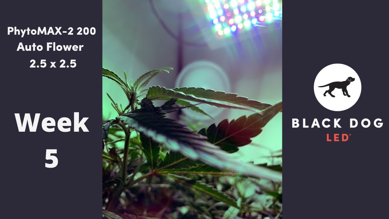 PhytoMAX-2 200 l Grow Along l Autoflower | 2.5 x 2.5 l Week 5