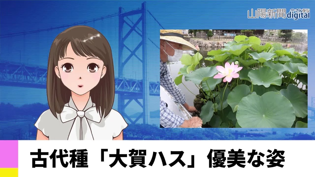7月7日 古代種 大賀ハス 優美な姿 aiアナnews Youtube 7月7日 古代種 大賀ハス 優美な姿 aiアナnews Youtube