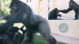 人間と動物 mqdefault.jpg