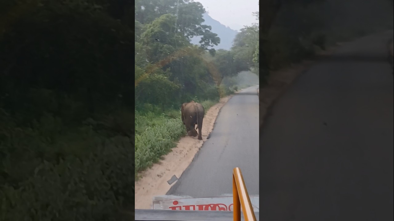 ,chinnar wild elephant attack 