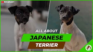 Japanese Terrier Care  Everything You Need to Know