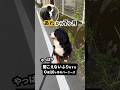 あれから7ヶ月… やっぱり聞こえないふりをする犬 #バーニーズマウンテンドッグ #0歳10ヶ月 #聞こえないふり