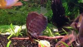 Hd Discus Istanbul 4