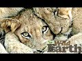 WildEarth - Sunrise Safari - 12 May 2020