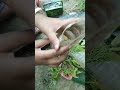 Cutting Propogation Propagation Plants Garden Cuttingprocess Trending Shortvideo Viralvideo Sr 
