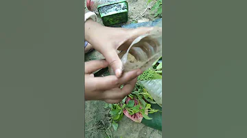 Cutting Propogation Propagation Plants Garden Cuttingprocess Trending Shortvideo Viralvideo Sr 