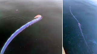 Two Rare Oarfish Seen Swimming In Japan