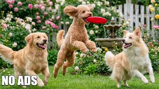 12 Hours of Dog TV for Relaxation 🐶 Stress Relief Music For Dogs  ♬ Calming Music For Dogs screenshot 5