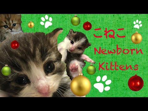 子猫ライブカメラ🐱kitten live stream🐱ノルウェージャンとチンチラ🐱