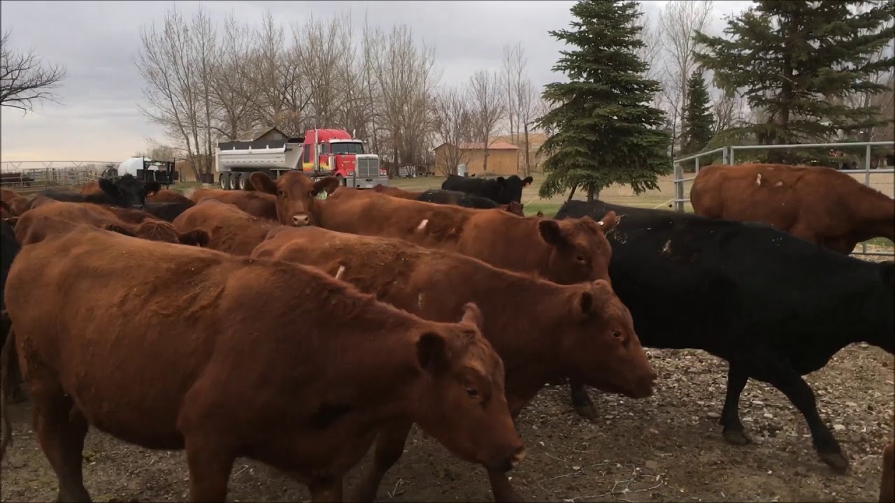 Time to wean and sell some calves YouTube