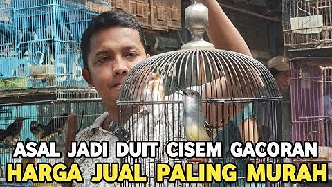 REJEKI !! CISEM GACORAN CUMA 200 RIBUAN DI KIOS LANGGENG JAYA PASAR BURUNG PRAMUKA 
