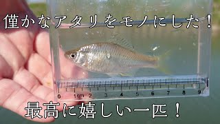 【小物釣り】数や大きさも大事だけれど…嬉しい！それが何より大事！【本命】