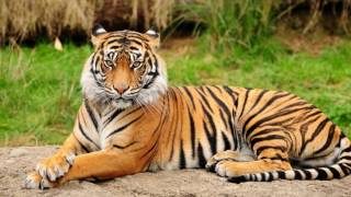 Bengal tiger Animal by Film Fun Moz 23 views 7 years ago 2 minutes, 31 seconds