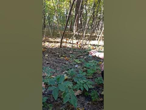 #белка #белочка #животные #лес - YouTube