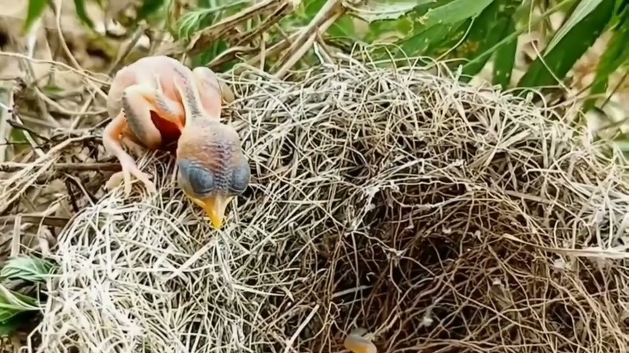 anak kedasih tak selalu menang berebut tempat disarang