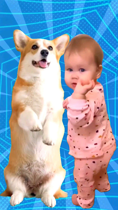Super Cute Dog Dance (2)🐶🐕😍