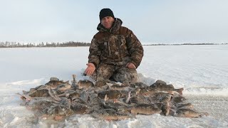 ОКУНЁВЫЙ ГЛАЗ НА БЛЕСНЕ И УРАЛОЧКА ТВОРЯТ ЧУДЕСА)! ЗИМНЯЯ РЫБАЛКА НА МОРДАТЫХ ПОЛОСАТЫХ, ПЕРВЫЙ ЛЁД!