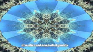 dive alive Red Sea @ ali el guoshy