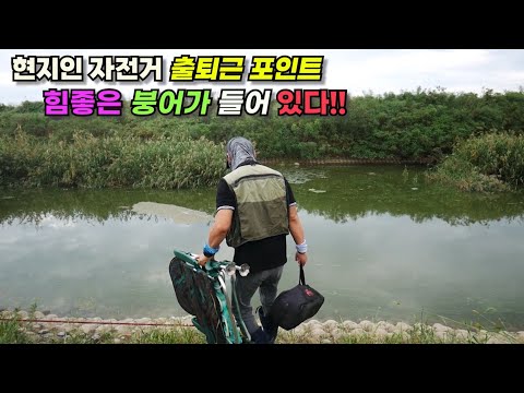 현지인 자전거 출퇴근 포인트 옆에 자릴 잡았더니 힘좋은 붕어가 나옵니다!! 수로 붕어낚시