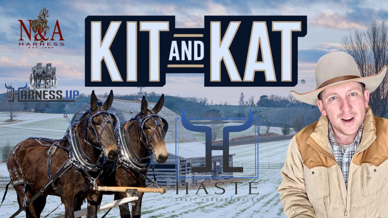 Draft MOLLY MULES !! DONT miss THIS TEAM