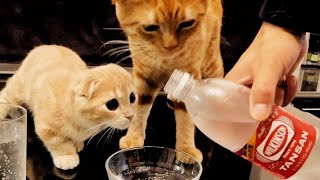 初めて炭酸水を見る保護猫と子猫の反応の違い。