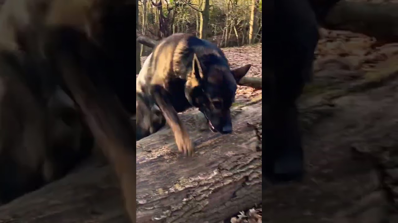 Working line german shepherd dog