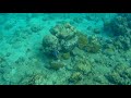Vis zwemt in en uit koraal, Curacao 2019
