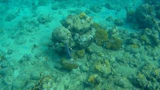 Vis zwemt in en uit koraal, Curacao 2019