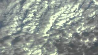 All Mallards All the Time Teaser Trailer