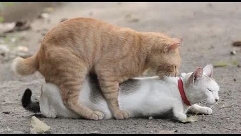 Watch the video about My cats are mating!