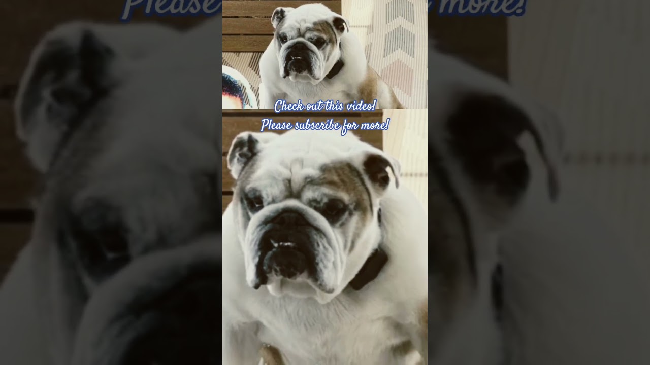 That dog's eye... 😳 #shorts #memes #funny #dog