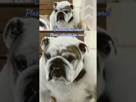 That dog's eye... 😳 #shorts #memes #funny #dog