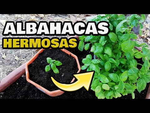 Video: ¿Qué es la albahaca limón? Consejos para cultivar plantas de albahaca limón