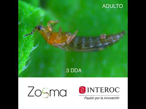 ZOSMA® TRIPS ECUADOR