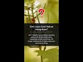 FAQ: Does Lawn Care Reduce Mosquitoes?