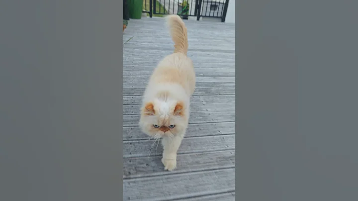 Video 6591881: sweet himalayan persian cat