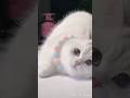 Funny cats 🤣#cat #shorts #trending