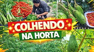 DIRETO DA HORTA PRA MESA! FRESQUINHO DEMAIS 🌿🥬