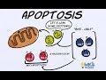 Apoptosis - Introduction, Morphologic Changes and Mechanism
