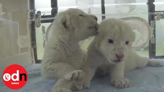 Rare Albino Lion Twins Born at Chinese Wildlife Park