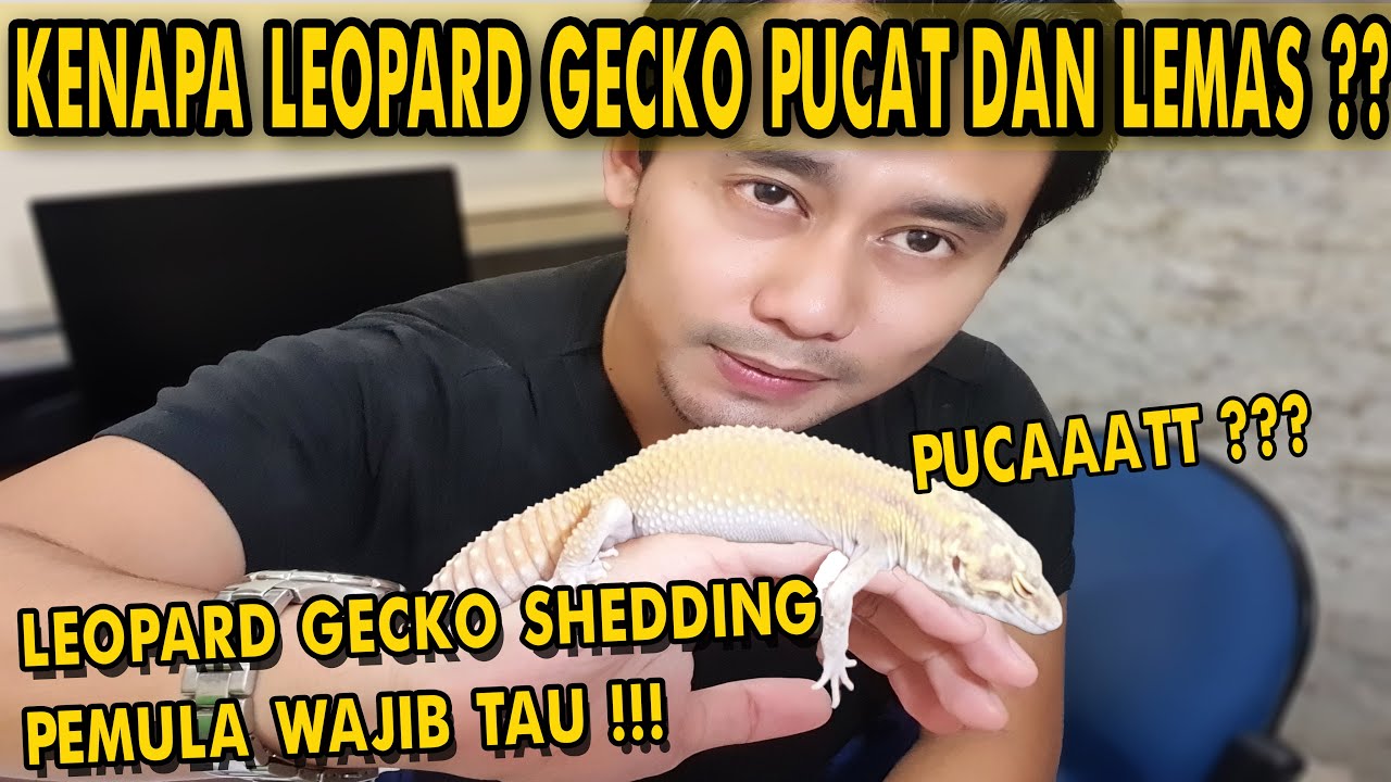 Kenapa Gecko Pucat Dan Lemas? Leopard Gecko Shedding