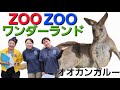 【ZOOZOOワンダーランド】＃オオカンガルー ＃沖縄こどもの国 ＠2026/04/24