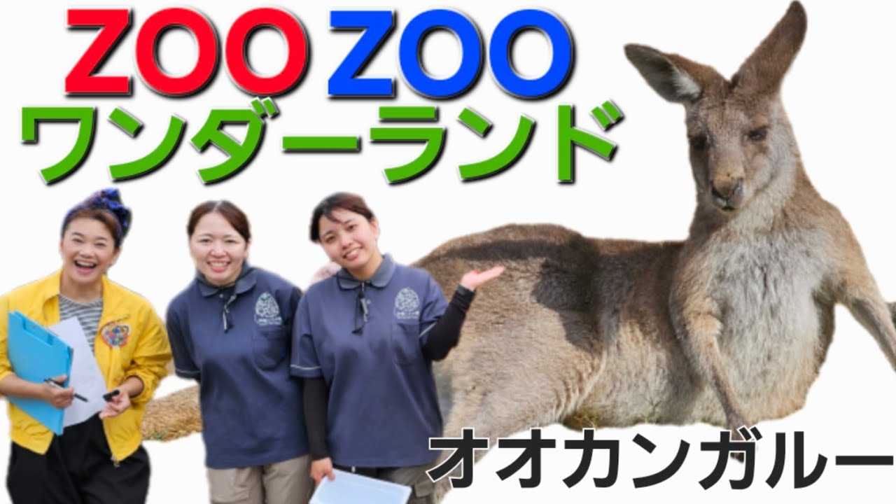 ZOOZOO Wonderland] #Red Kangaroo #Okinawa Children's Land @2026/04